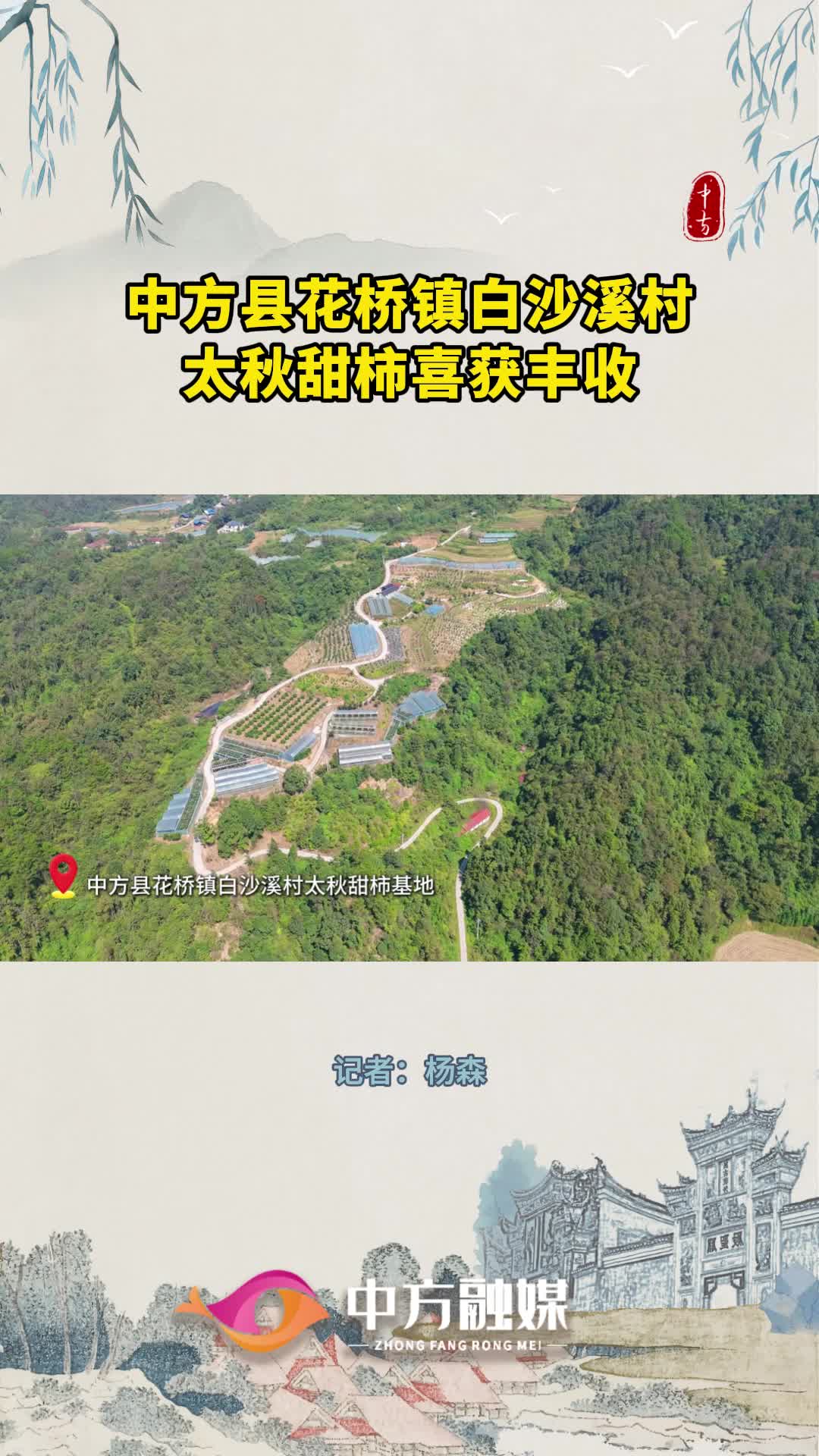视频|中方县花桥镇白沙溪村太秋甜柿喜获丰收