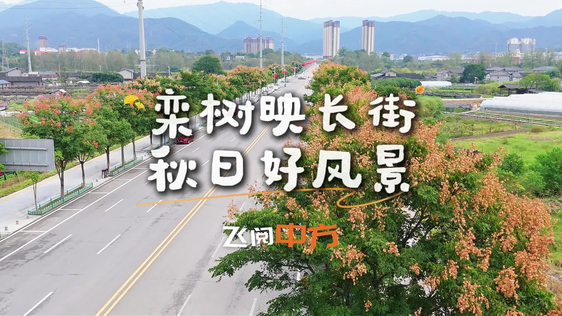 飞阅中方|栾树映长街 秋日好风景