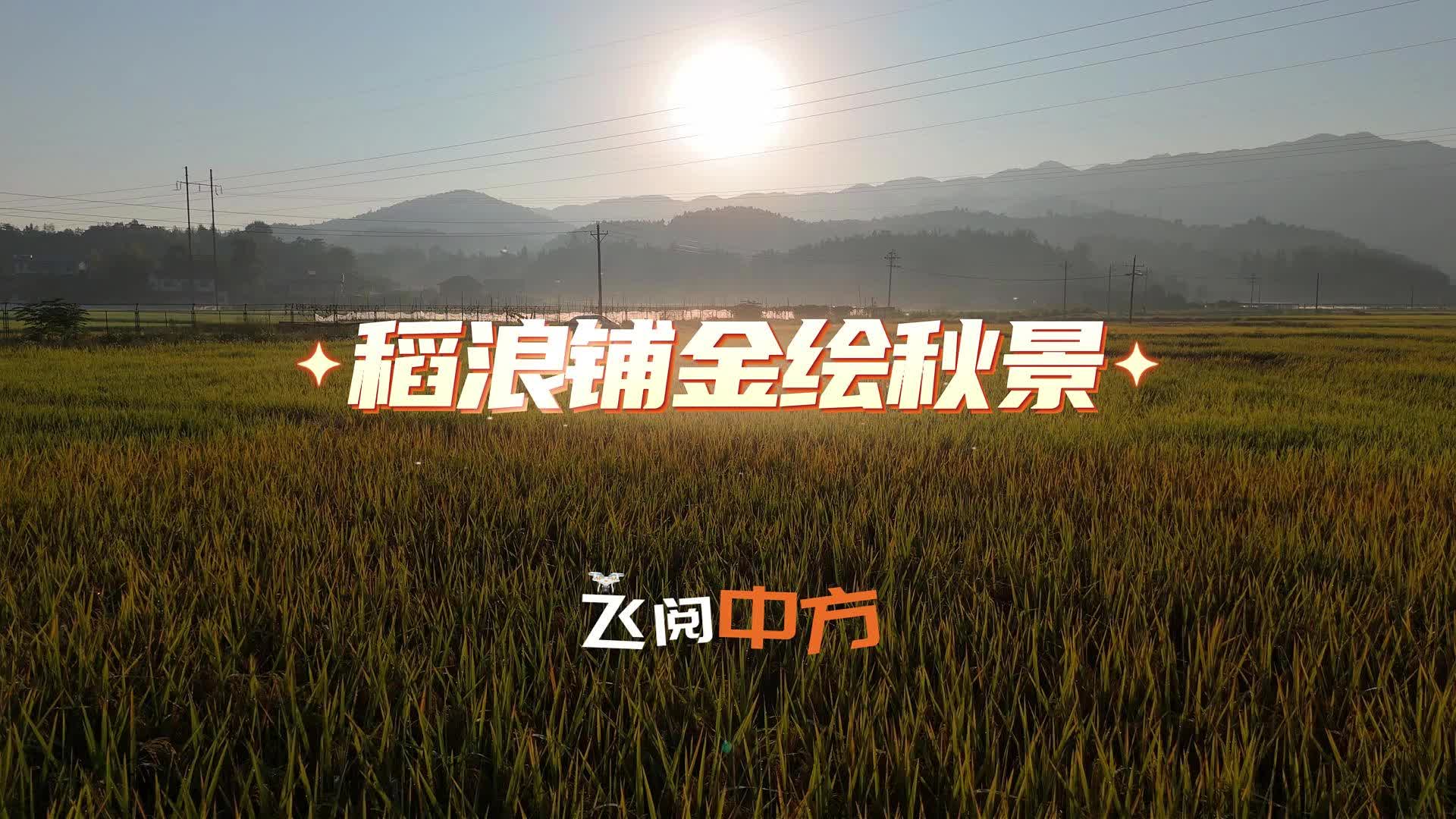 飞阅中方|稻浪铺金绘秋景