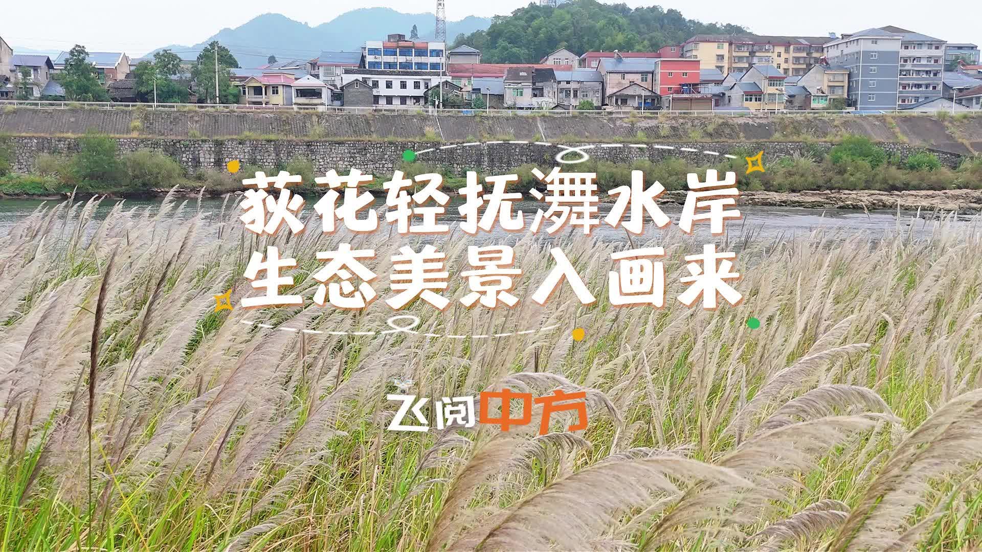 飞阅中方|荻花轻抚㵲水岸 生态美景入画来