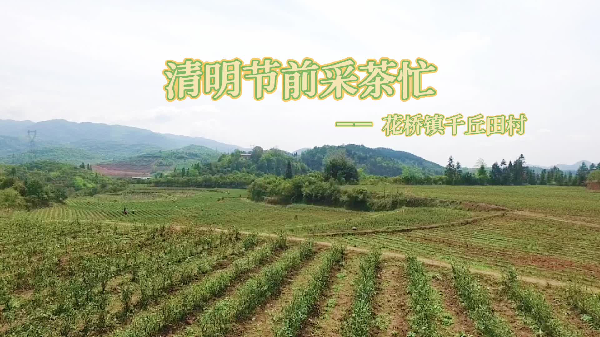 花桥镇：清明时节采茶忙