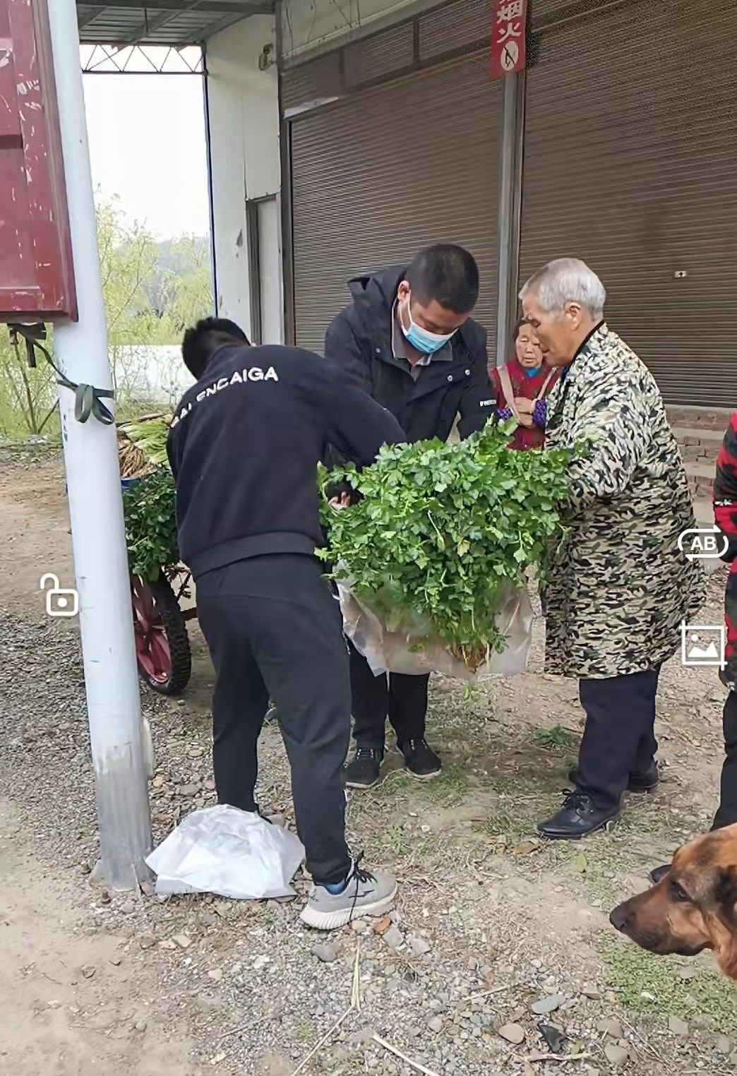 铜鼎镇：村民自发捐10多吨爱心菜支援怀化主城区
