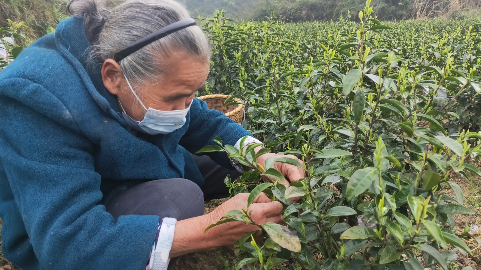 花桥镇：白茶新芽绽  防控保茶两不误