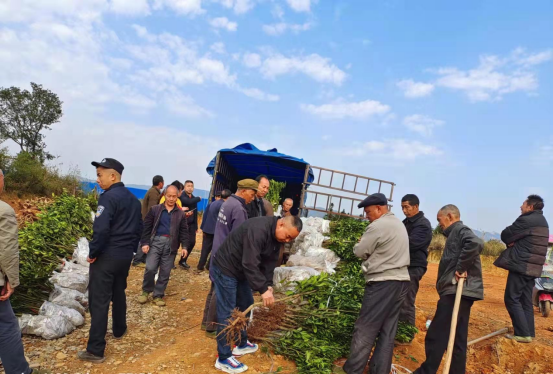铜鼎镇：种下一片树苗，就是种下一片希望