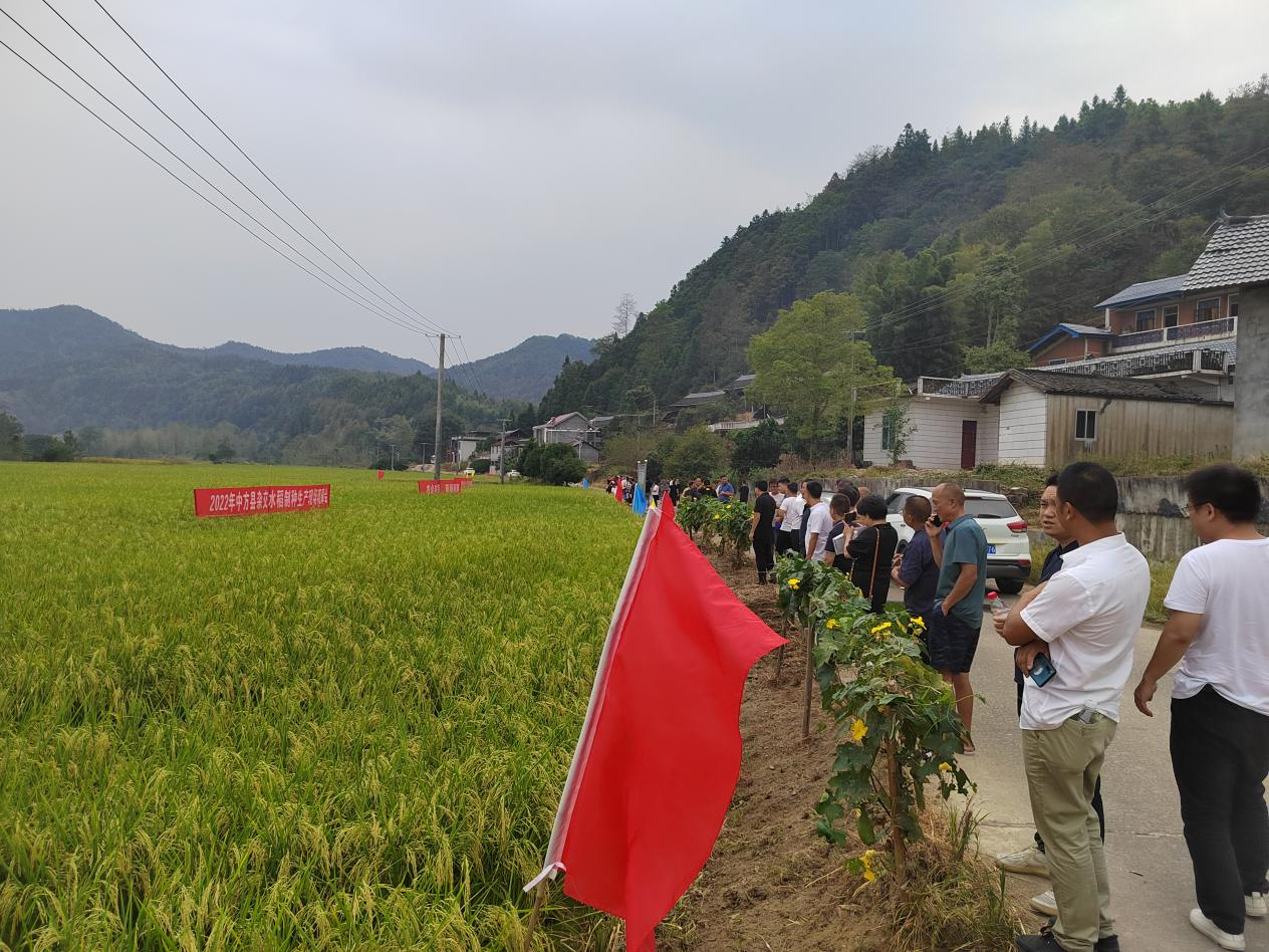 中方县铜鼎镇青市村：牢牢把握自身优势 大力发展水稻制种产业