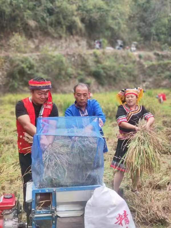 中方县蒿吉坪瑶族乡耕地抛荒整治田迎来丰收