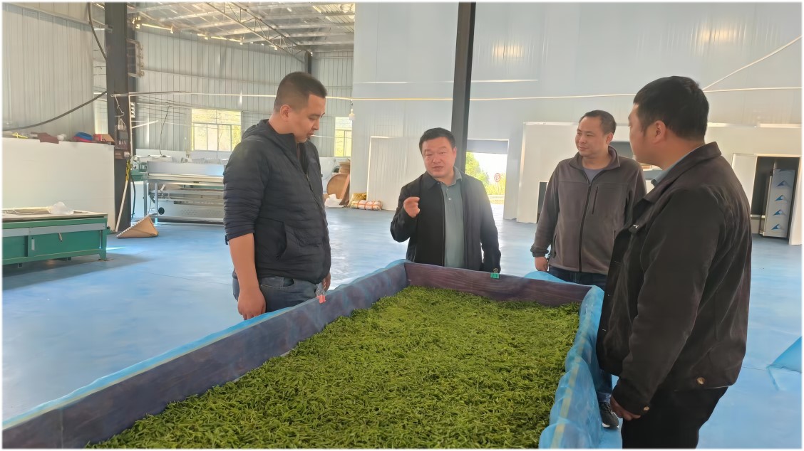 肖卫到接龙镇调研茶叶产业生产情况