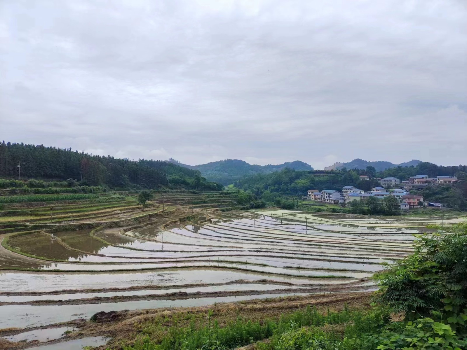 中方县花桥镇供销专业合作社： 党建“一领二带三促”，提升农业发展能级