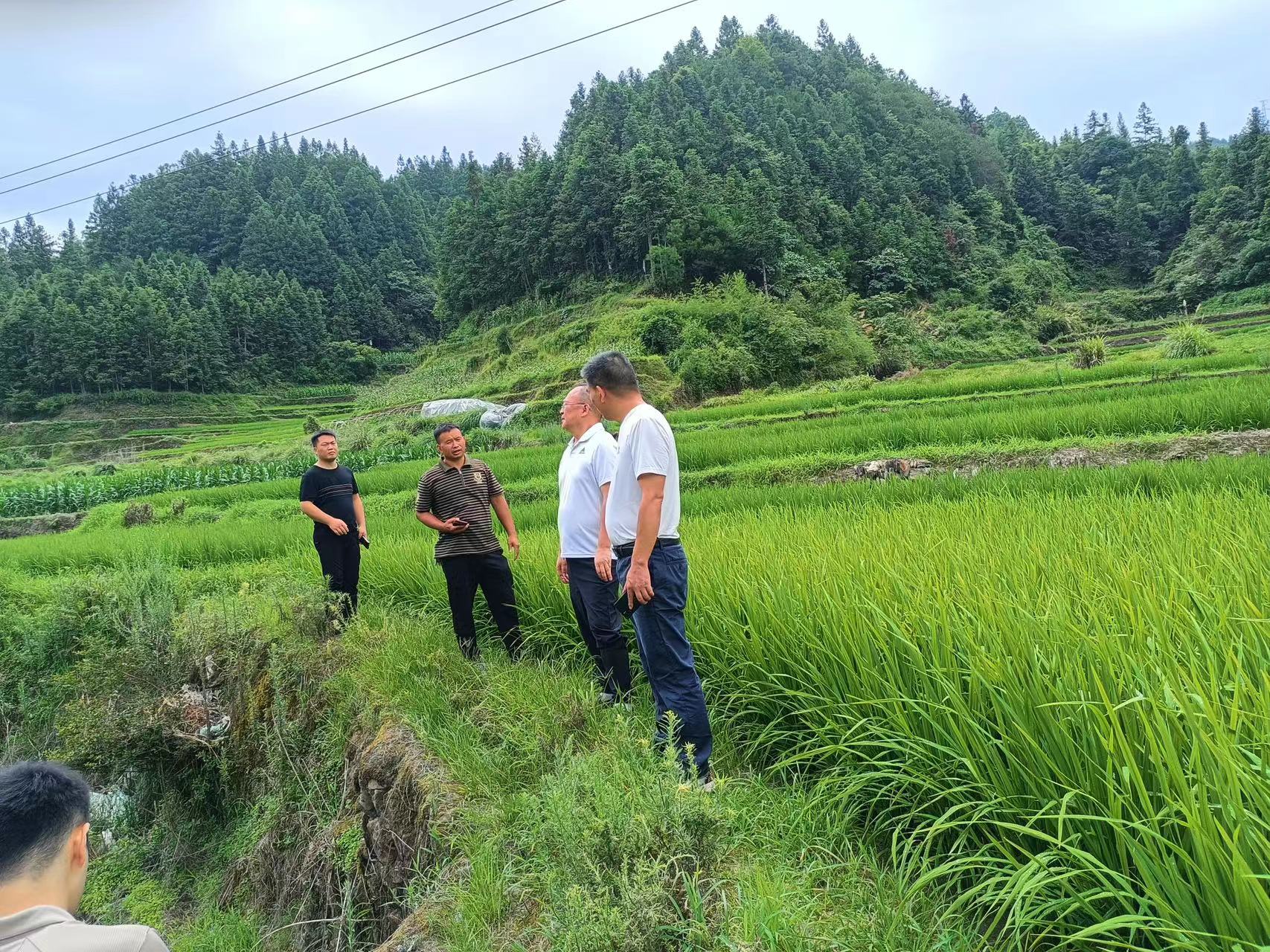 田晓华到新路河镇督导防旱抗旱工作