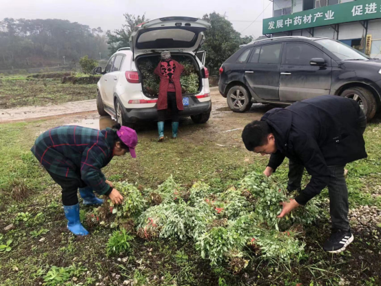 希望的田野|中方县蒿吉坪瑶族乡助溪村：小小“艾草”长成致富“金叶子”