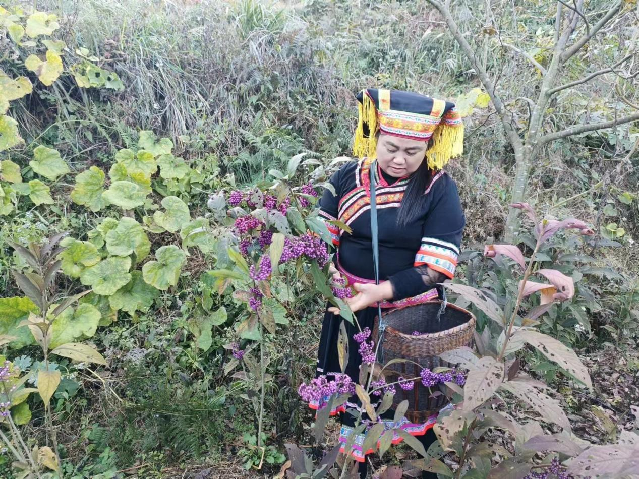 中方县蒿吉坪瑶族乡：优化营商环境，推动中药材紫珠产业振兴