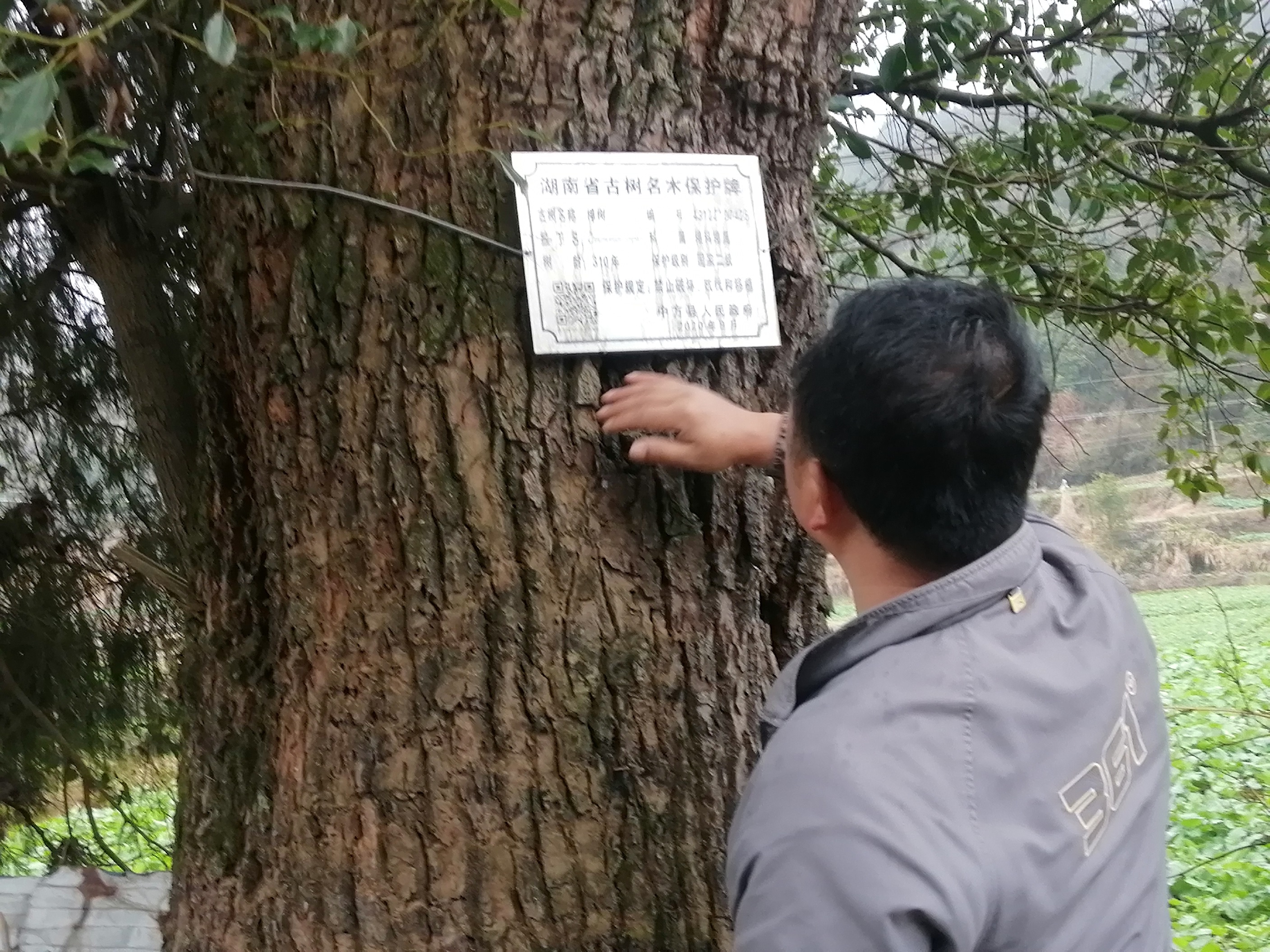 中方县新建镇：加强古树名木保护 助力创建国家森林城市