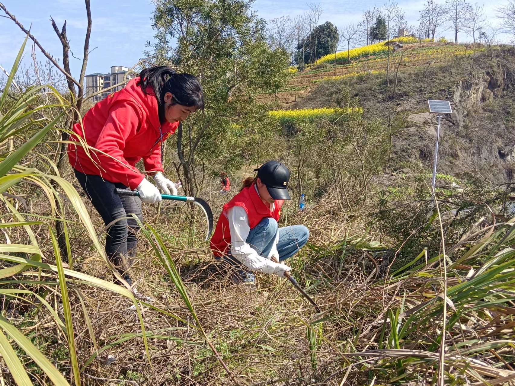 中方县志愿者协会开展除草护绿活动