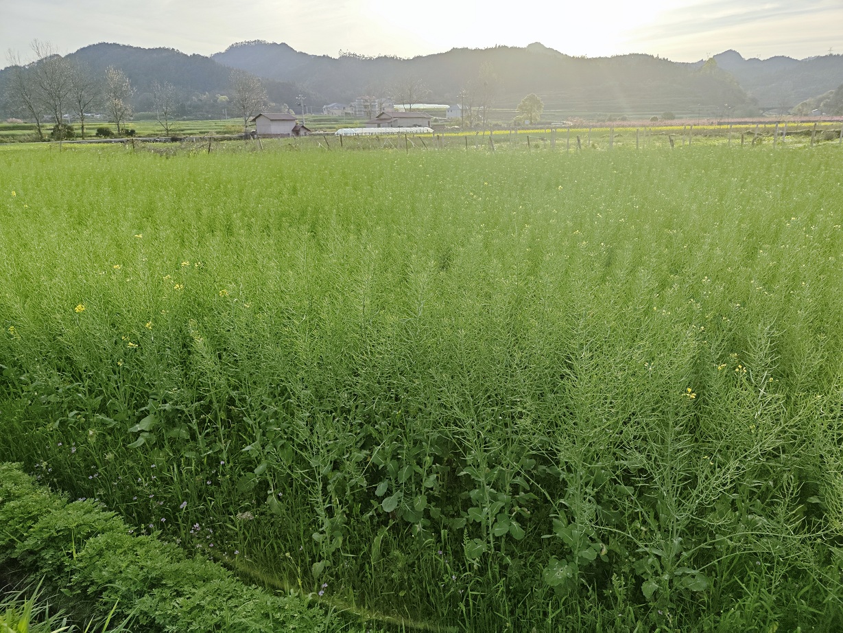 中方县新建镇：党建引领“田长制” 守好耕地保护“责任田”