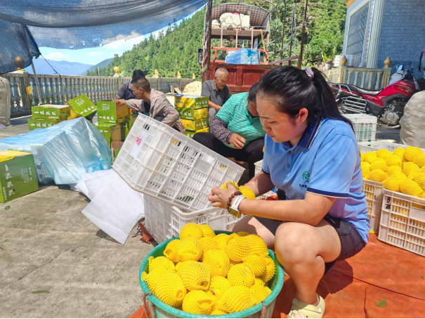 中方縣鐵坡鎮(zhèn)：黃桃豐收民生忙?志愿服務(wù)展笑顏