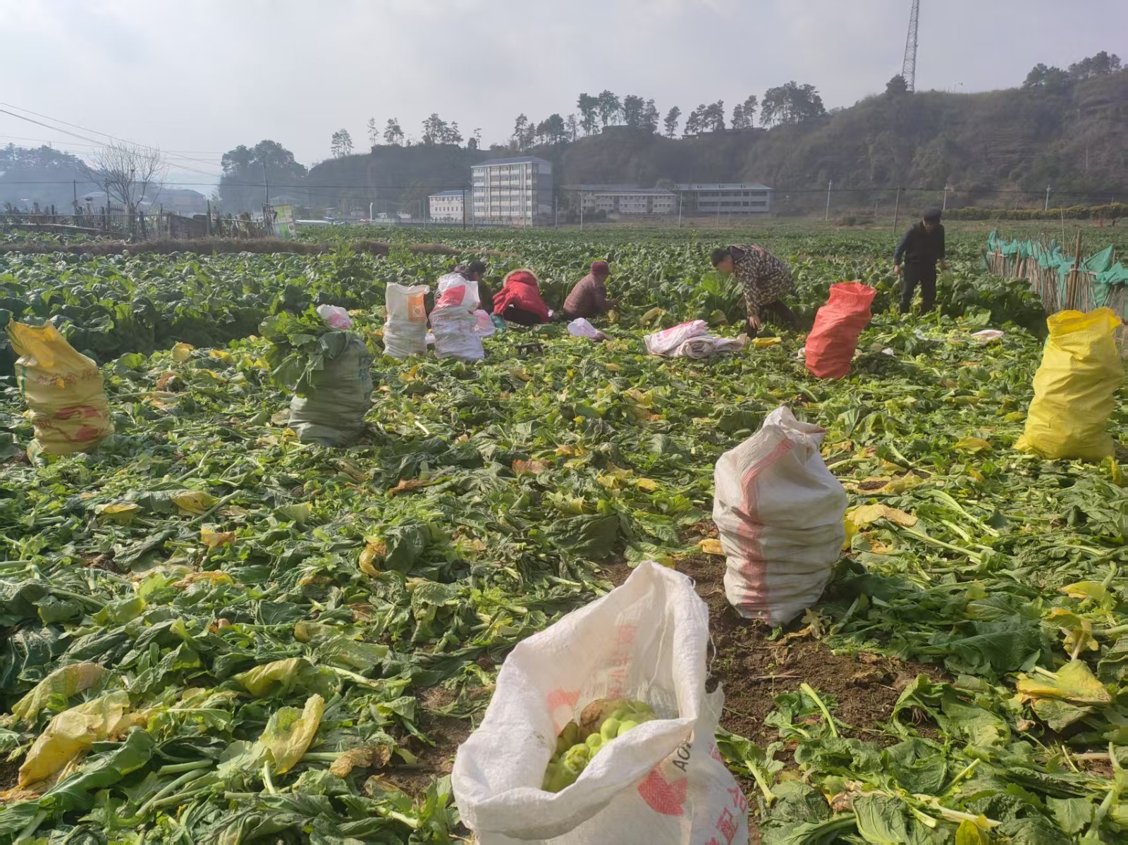 中方县铜鼎镇：榨菜迎丰收  村民笑开颜