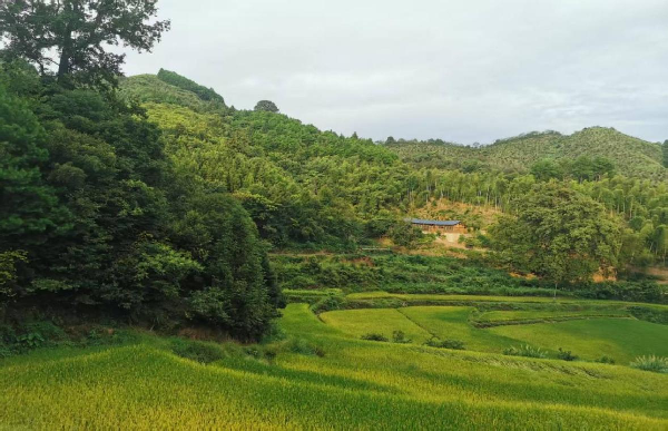 中方县桐木镇半界村：漫山桃红迎客至，且以春光赴新程