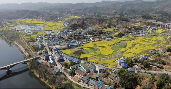 散文诗：在桐坪，油菜花海是风景