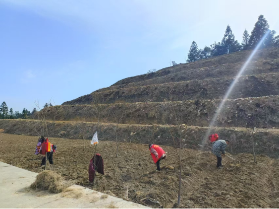 中方县蒿吉坪瑶族乡：积极开展义务植树添“新装”活动，助力乡村人居环境提升
