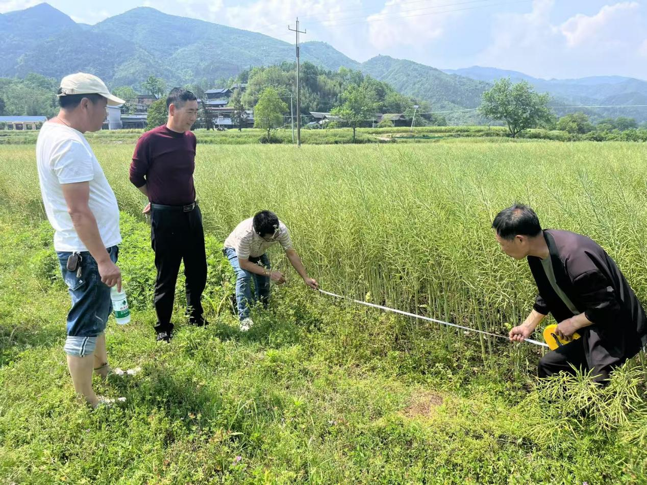 中方县铜湾镇：开展油菜规模种植主体测产，护航油菜生产稳定发展