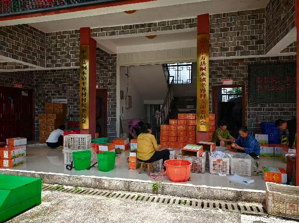 从“枝头甜”到“民心暖” 中方桐木人大代表“牵线搭桥” 助力半界桃香飘四方