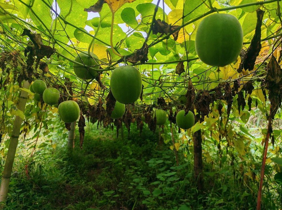 中方县中方镇：“红色引擎”驱动产业发展   绘就乡村振兴“千金方”