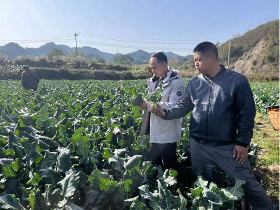 中方县铜湾镇干部深入田间地头开展农产品检测与日常巡察