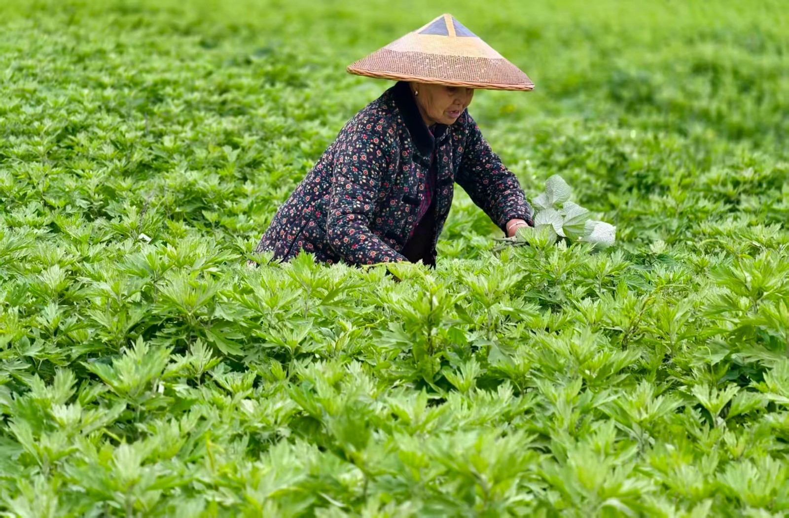 希望的田野|中方县新建镇：小艾叶成“黄金叶”，特色种植铺就乡村振兴“金银路”