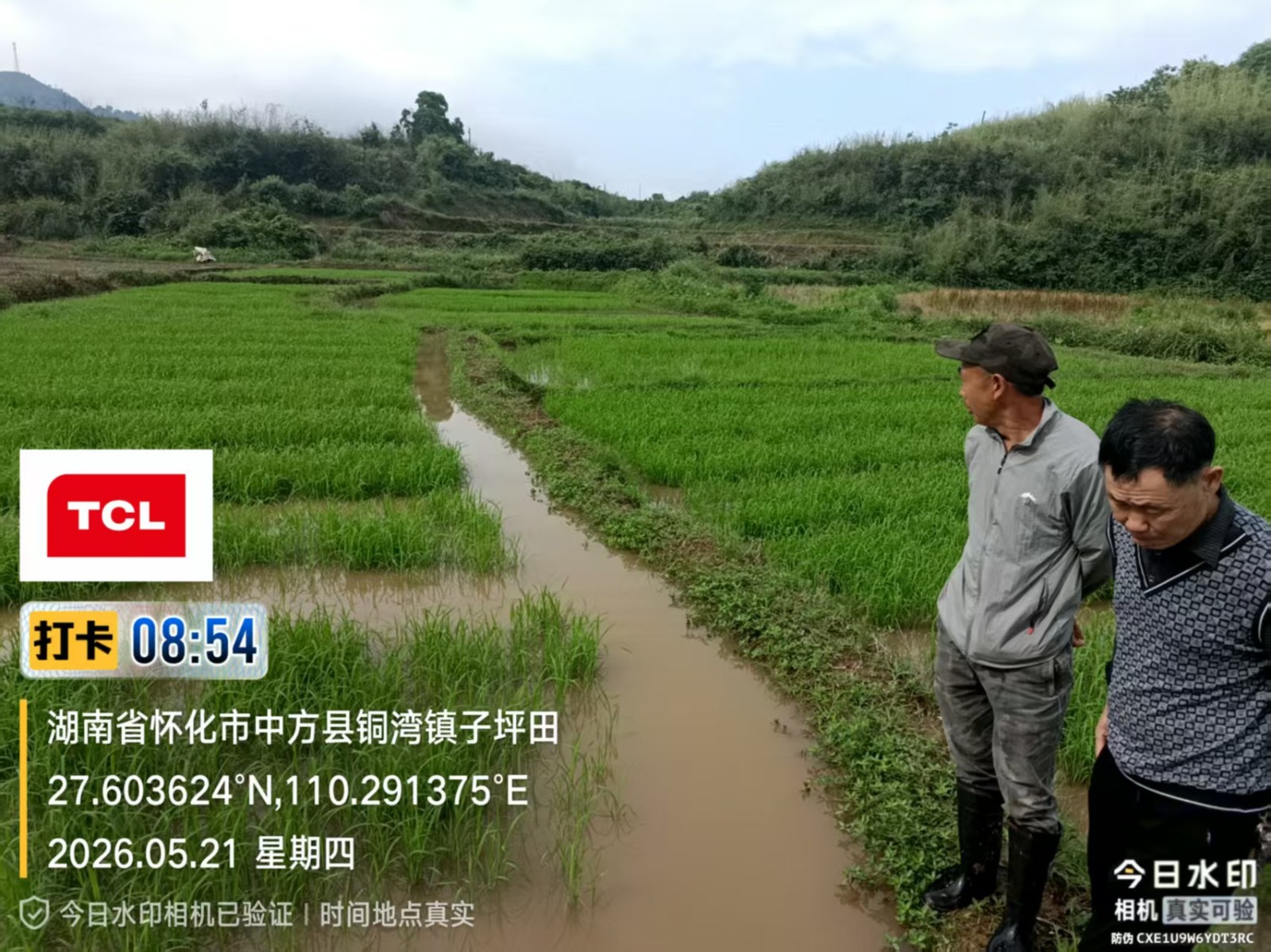 田间巡查护秧苗 农技服务助春耕——铜湾镇扎实开展秧田技术指导工作