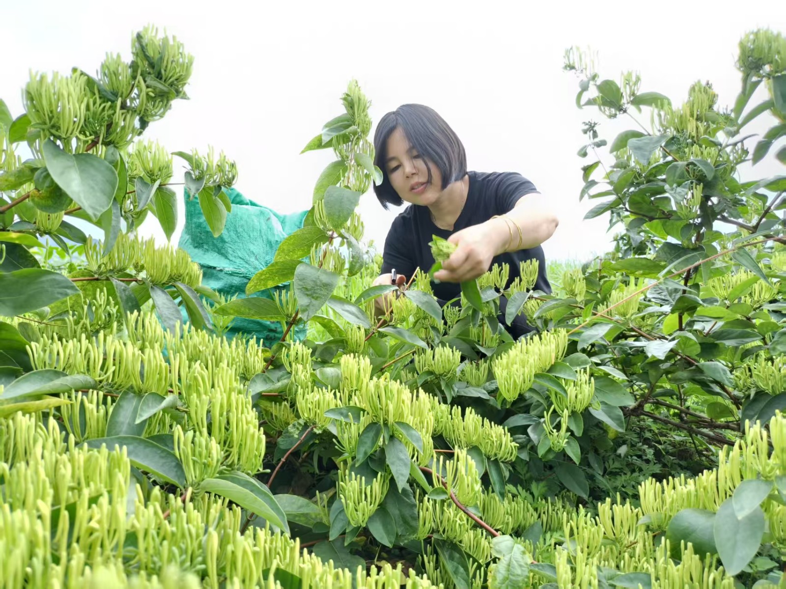 抢抓降雨间歇 中方县蒿吉坪瑶族乡罗洪村抢收金银花保丰收