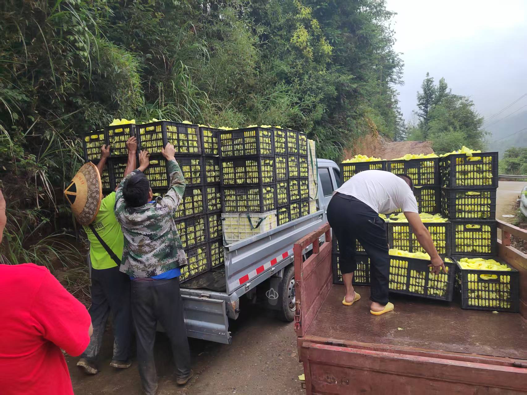 花桥镇：林下套种巧赋能 黄蜀葵绽放致富花