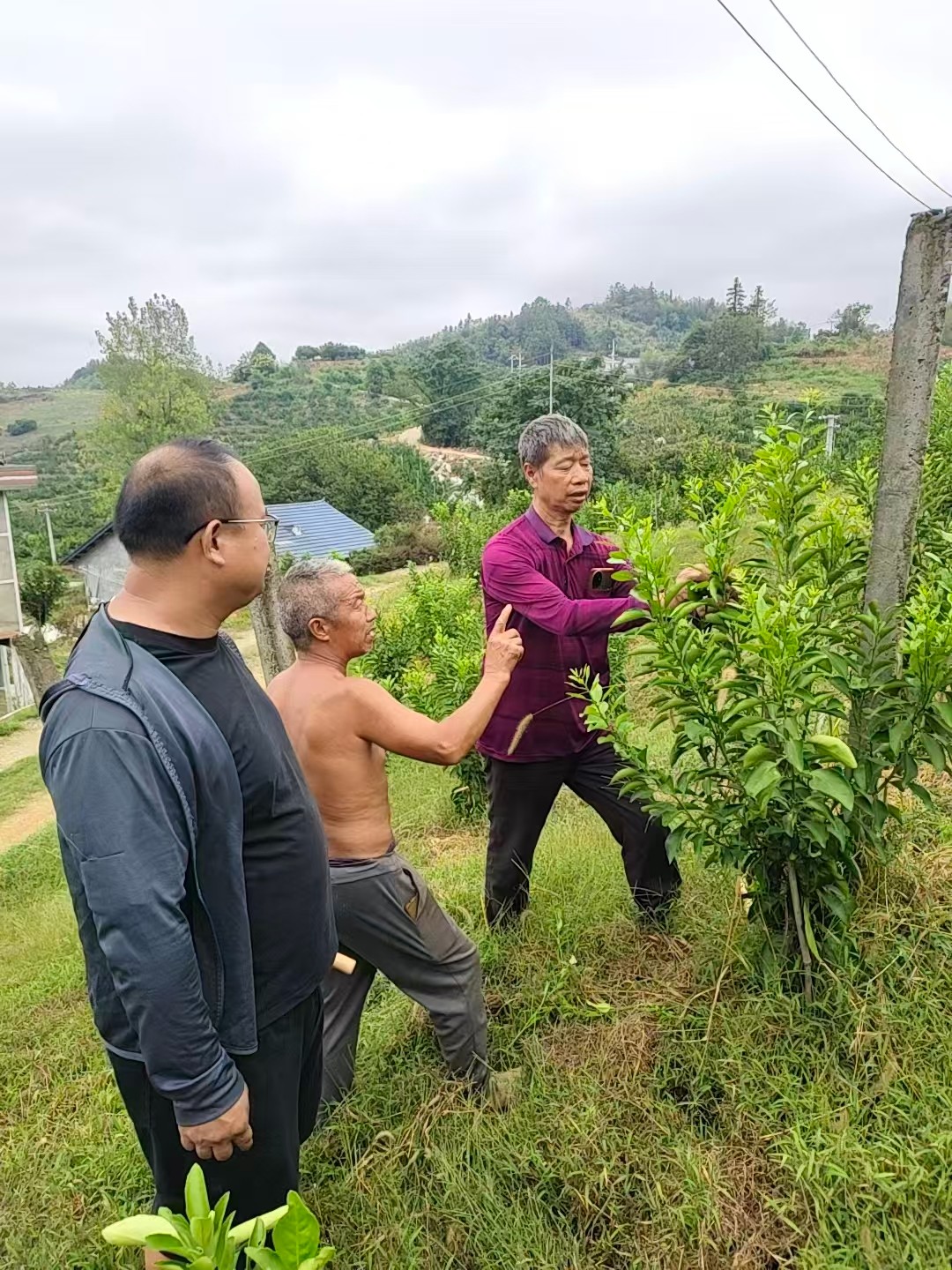 中方县桐木镇丰坡村党支部组织开展柑橘种植技术传授活动