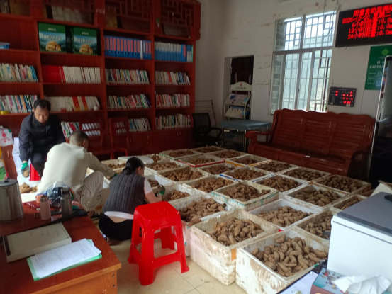 中方县蒿吉坪瑶族乡桃江村：党群阵地变身“晒收场” 天麻产业赋能村集体经济